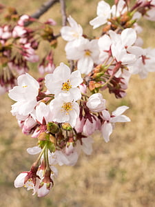 blomster, kirsebær, Japan, våren, tre, plen, Kirsebærblomster