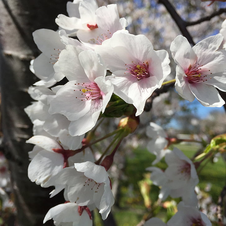 květy, jaro, Příroda, Bloom, větev, závod, kvetoucí