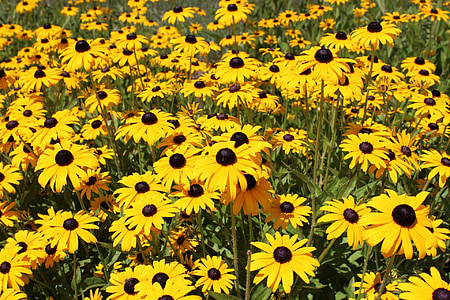 black eyed susan, λουλούδια, κίτρινα άνθη, Rudbeckia, άνθιση, το καλοκαίρι, αιώνιο