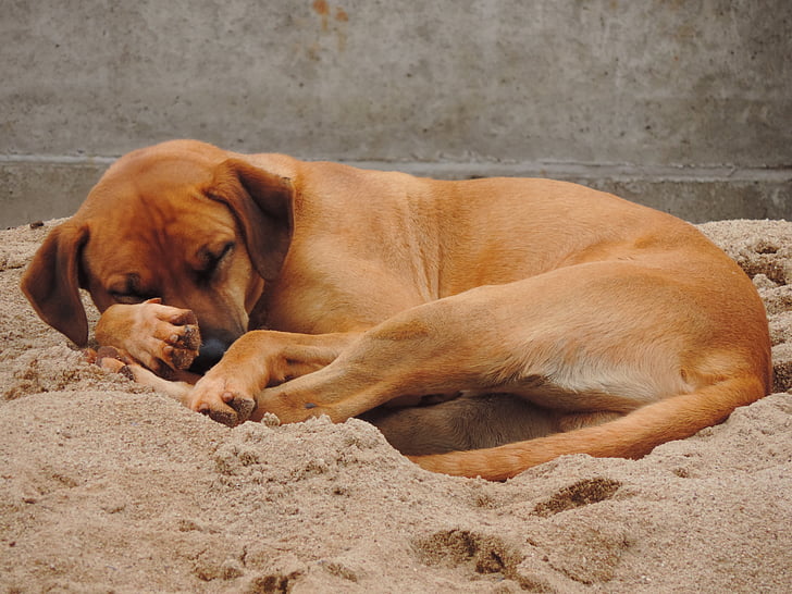 šuo, rudos spalvos, miega, smėlio