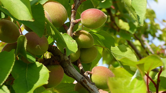 tree, apricot, a branch, fruit, foliage, food, nature