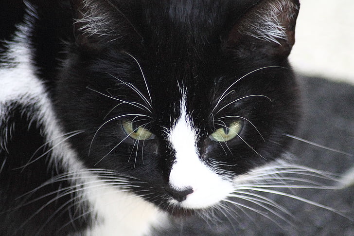 Kot domowy, czarno-białe, Kot, twarz kota, zwierzęta, kocie oczy, Adidas
