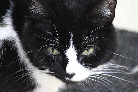 แมว, สีดำและสีขาว, แมว, หน้าแมว, สัตว์, ตาแมว, อาดิดาส