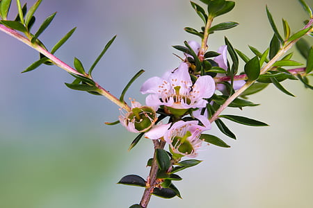 australia, native, flower, pink bauera, nature