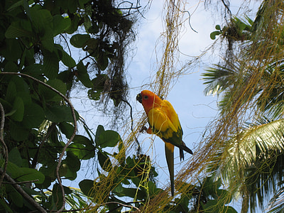 papagáj, Maldív-szigetek, madár