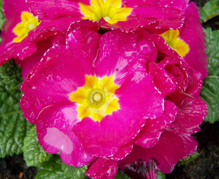 Primula, roosa priimula, Kevad flower, loodus, taim, lill, Suurendus: