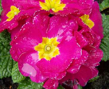Primula, vaaleanpunainen primrose, Kevät kukka, Luonto, kasvi, kukka, Lähikuva