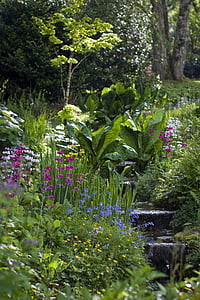 Hillside trädgård, plantering, buskar, träd, lugn, cotehele hus, Cornwall