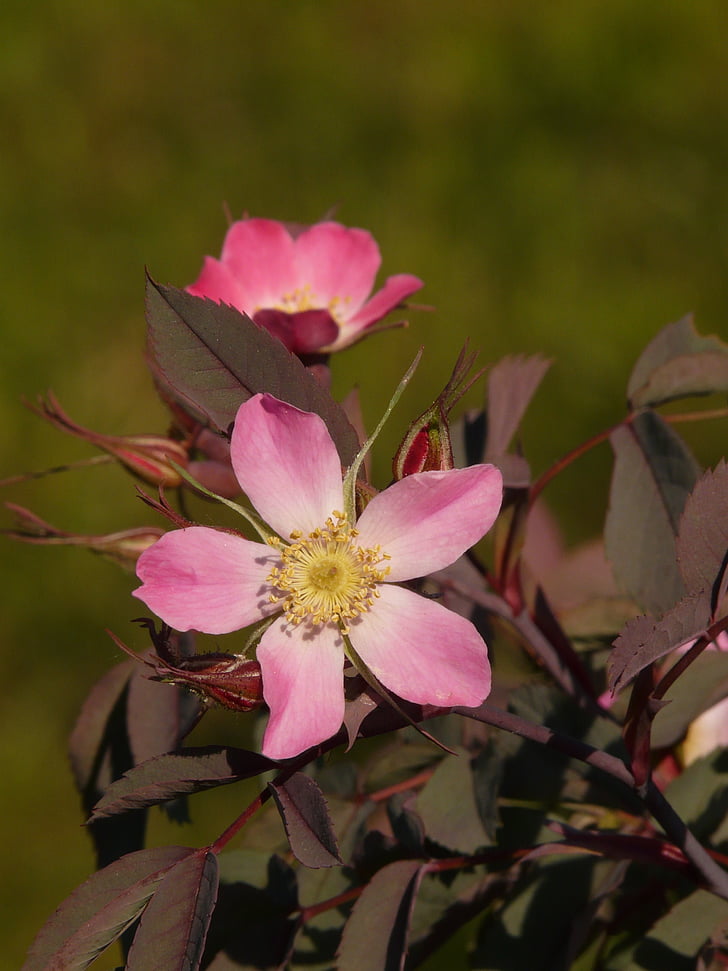 koiranruusu, Hagros tai wild rose, vaaleanpunainen, kukka, Blossom, Bloom, kevään