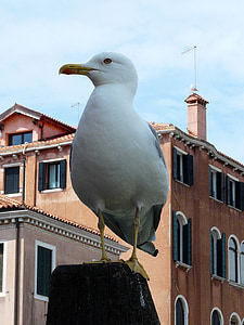Junho de, Verão, Itália, Gaivota, Veneza, pássaro, edifício