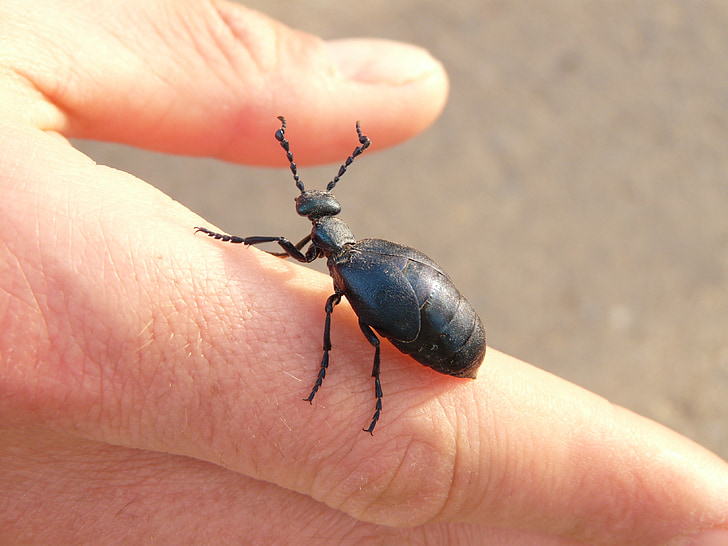 blå svart olje bille, olje beetle, svart maiwurm, bille, insekt, dyr, Flight insekt
