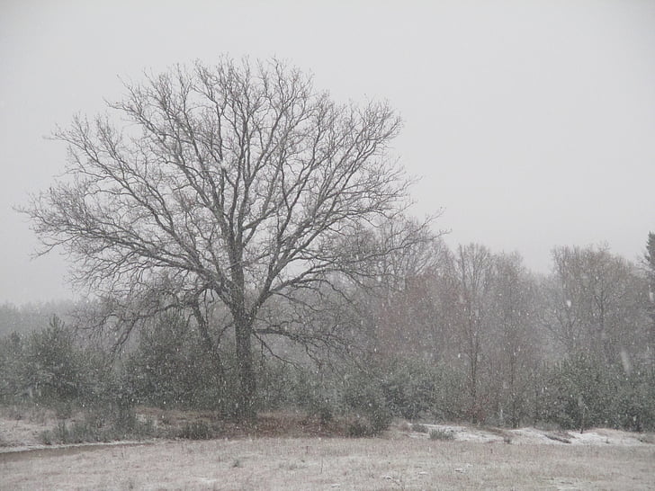 fa, hó, a mező, téli, természet, fehér, nézet