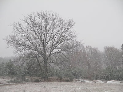 medis, sniego, lauko, žiemą, Gamta, balta, Rodyti