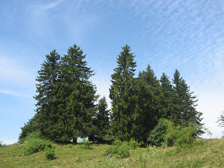 fir, sky, trees, nature, green, mountain, field