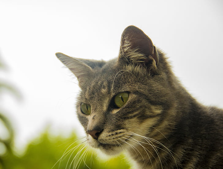 kucing, Uruguay, Montevideo, kulit abu-abu, hewan peliharaan, di luar rumah, mata hijau