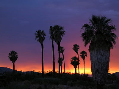 desert, sunset, trees, landscape, evening, night, twilight