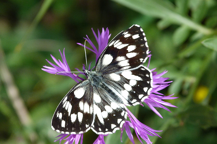 Motyl, owad, makro, Natura, skrzydła, wdrożony, bicolor