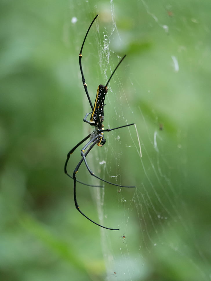 Nephilia pelipese, Golden orb spider, edderkop, ko web, insekt, Predator