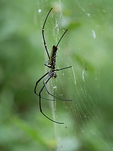 nephilia pelipese, Golden orb nhện, nhện, bò web, côn trùng, động vật ăn thịt