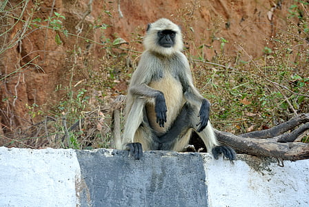 灰色叶猴, 猴子, 印度, 叶猴, 野生动物, 灵长类动物, 哺乳动物