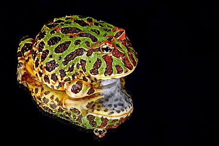 frog, macro, close-up, portrait, details, reflection, ornate horned frog