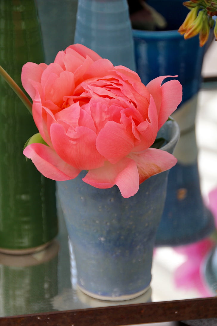 thược dược, hoa mẫu đơn, Blossom, nở hoa, màu hồng, Lễ Ngũ tuần rosengewächs, cây bụi hoa mẫu đơn