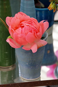 Paeonia, Pfingstrose, Blüte, Bloom, Rosa, Pfingsten-rosengewächs, Strauch-Pfingstrose