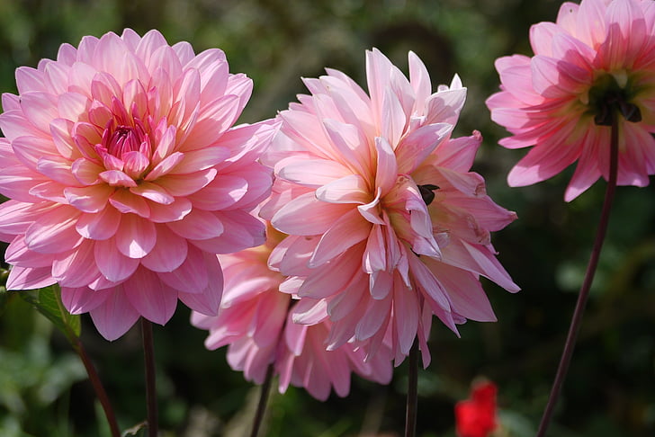 大丽花, 粉红色的花瓣, 花, 绽放, 春天, 自然, 春天的花朵