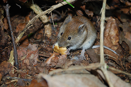 mouse-ul, drăguţ, Posibilitati de alimentatie, şoareci, foame