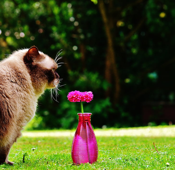 vaza, sticlă, floare, decor, roz, pisica, curios