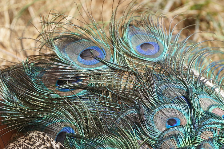 Peacock, veren, staart, Peacock feather, vogel, natuur, ontwerp