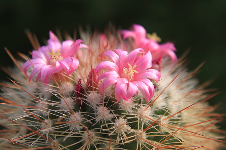 bella, Cactus, Cactus, fiori, rosa, piccolo, piante