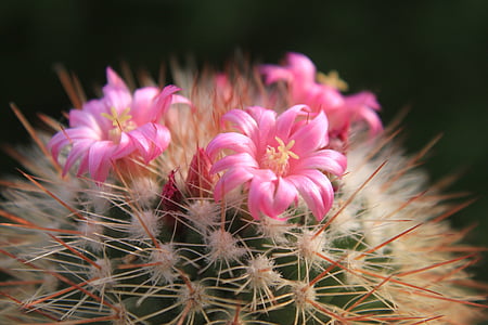 bonica, cactus, cactus, flors, Rosa, petit, plantes