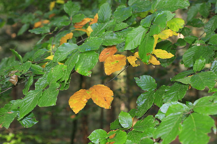 listy, podzim, padajícího listí, barevné, barevný, zelená, závod