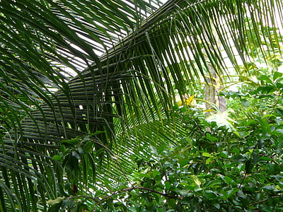 Palm, võsude, taim, roheline, loodus, lehed, eksootiline