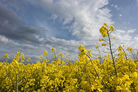 oilseed rape, field, dramatic clouds, arable, yellow, nature, landscape
