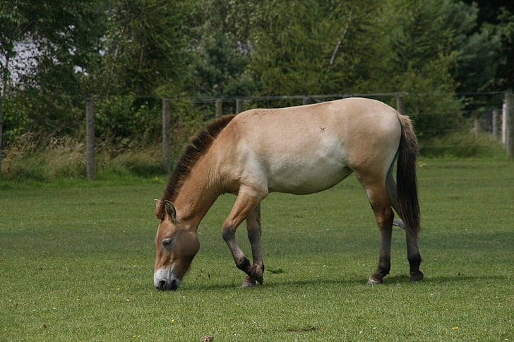 con ngựa, thư giãn, hoang dã, sức mạnh, Meadow, cỏ, màu xanh lá cây
