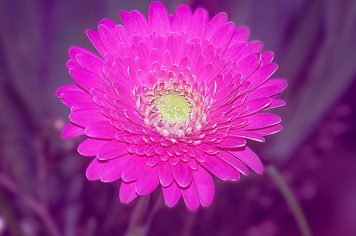 Гербера, schnittblume, рожевий, квітка, цвітіння, цвітіння, насиченого кольору