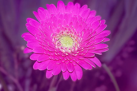 Гербера, schnittblume, рожевий, квітка, цвітіння, цвітіння, насиченого кольору