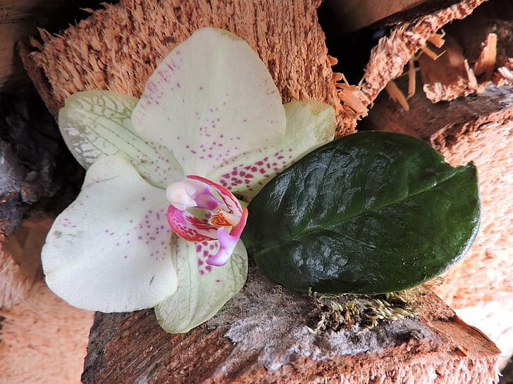 orchid, leaf, wood, blossom, bloom, white, pink