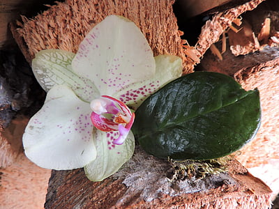 Orchid, lehti, puu, Blossom, Bloom, valkoinen, vaaleanpunainen