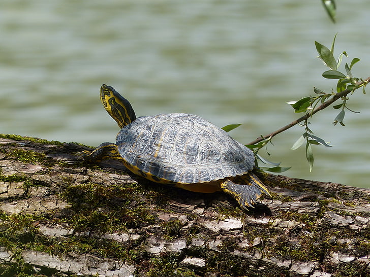 hinter dem Brühler lake, Wasserschildkröte, Schildkröte, Baum, Natur, Panzer, langsam