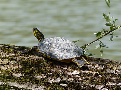 behind brühler lake, water turtle, turtle, tree, nature, panzer, slowly