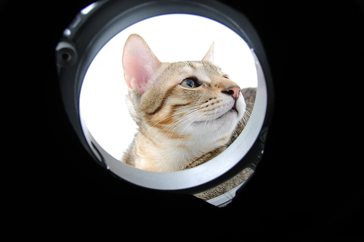 kucing, lingkaran, dari ellipse
