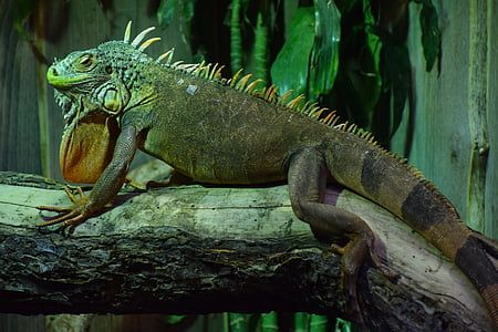 Iguana, eksootiliste loomade, roomaja, roheline, loodus, looma