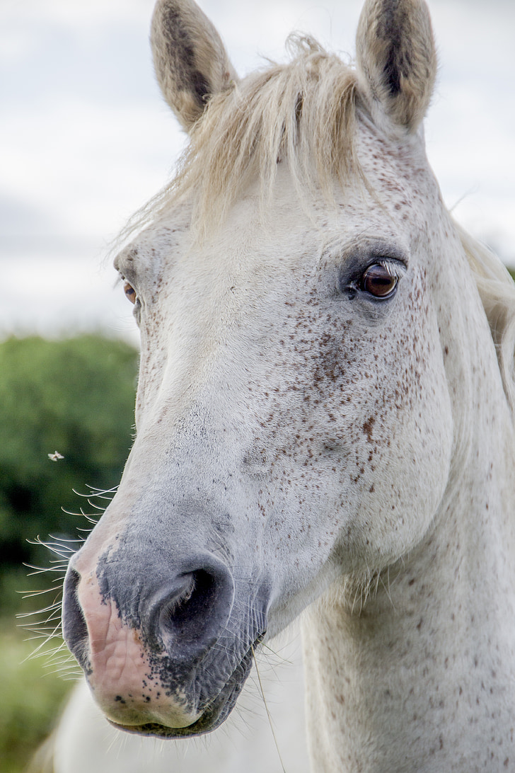 white horse, irish horse, horse, irish, white, black, equine