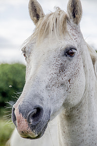 Vita hästen, irländska häst, häst, Irländska, vit, svart, hästdjur