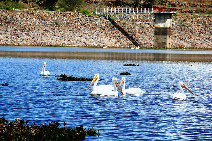 Pelicans, Pelicans ūdenī, putni, Meksika, ūdens, savvaļas dzīvnieki, daba, putns