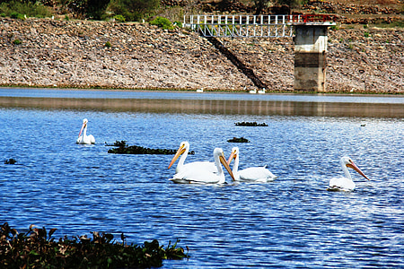 Pelikane, Pelikane im Wasser, Vögel in Mexiko, Wasser, Tierwelt, Natur, Vogel