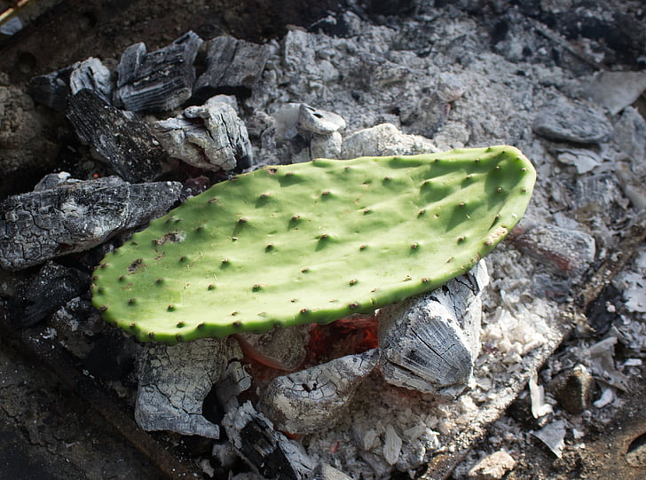 cactus, prickly pear, leaf, coals, cooking, pear, prickly